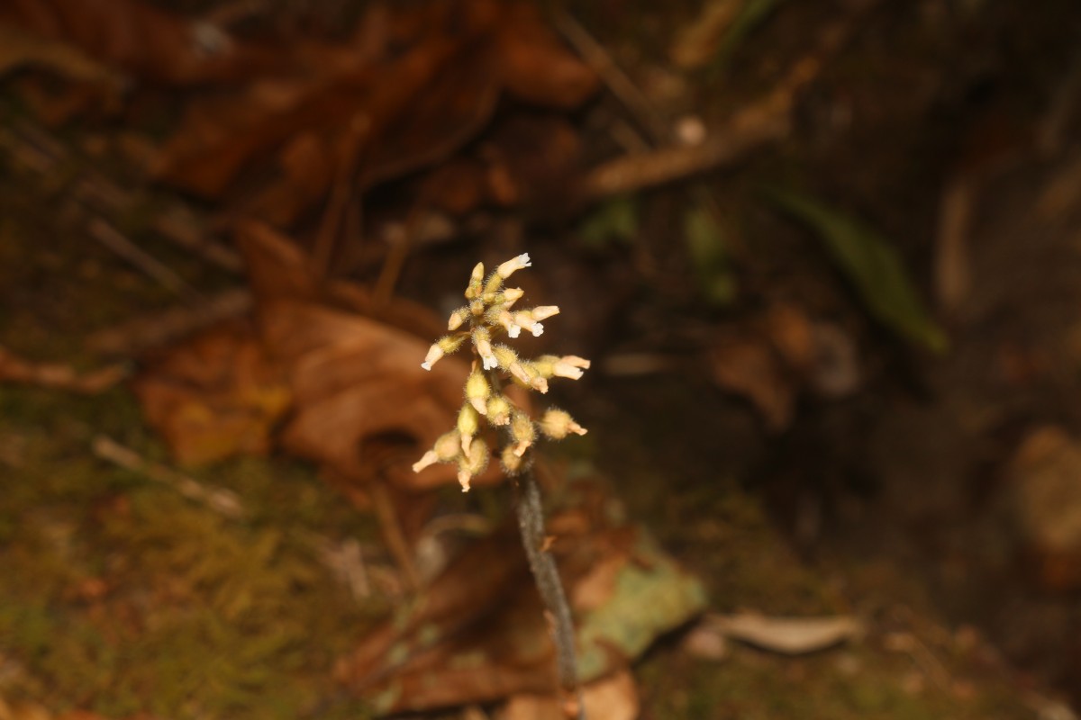 Cheirostylis parvifolia Lindl.